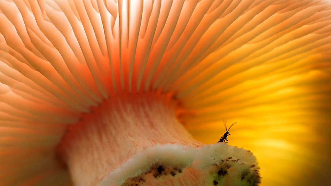 Особлива згадка журі. "A tiny fungi gnat sheltering inside the canopy of a toadstool, South Scotland 2017." Photo by Duncan McNaught, Castle Douglas, United Kingdom.
