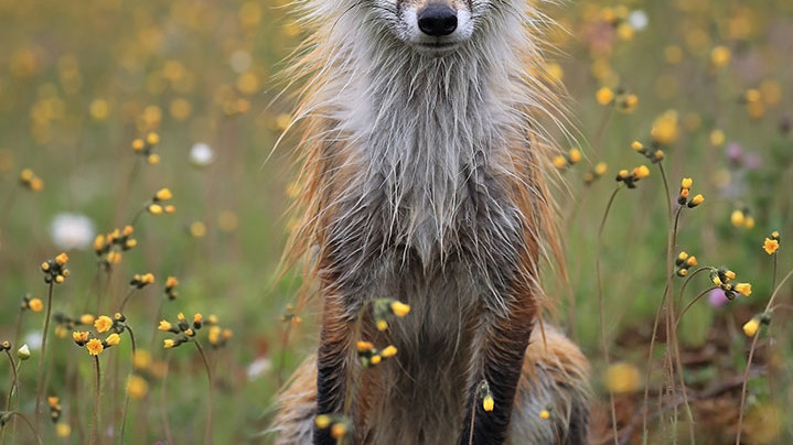Дика природа. Приз глядацьких симпатій. "Red Fox in Bonavista, Newfoundland in July 2017." Photo by Megan Lorenz, Etobicoke, Ontario, Canada.