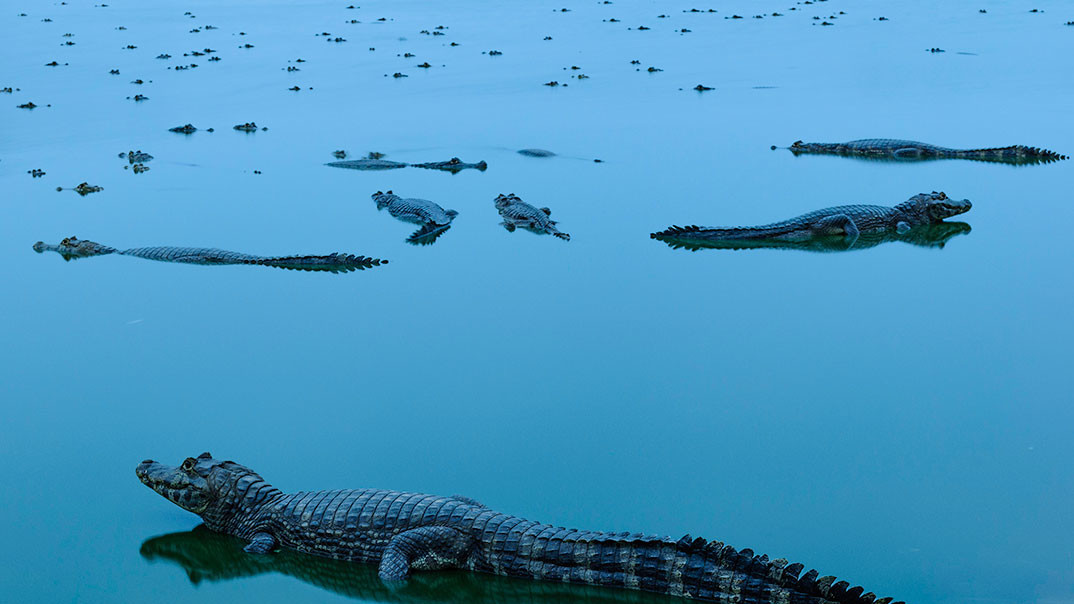 Вода. “Lagoon with many alligators in the Northern Pantanal, Poconé region. Late afternoon left the scene a bluish color. Picture of 23/09/2011." Photo by Jorge André Diehl, Distrito Federal, Brazil.
