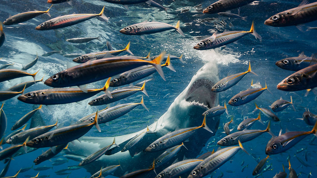 Дика природа. "A large white shark hunts in the waters of Guadalupe Island, Mexico." Photo by Roberto Moccini Formiga, Rio de Janeiro, Brazil.
