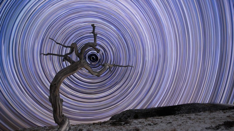 Висохле дерево, зняте на тлі зоряного неба Фото: Jake Mosher/National Maritime Museum