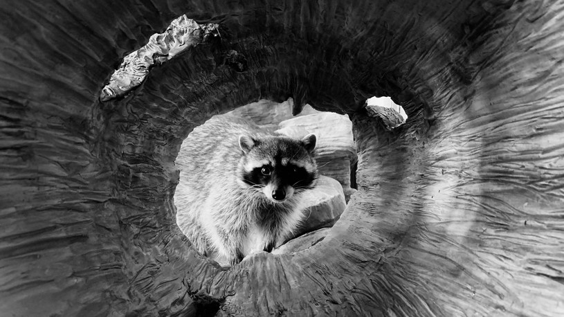 Blake Marvin (US), iPhone XS Max