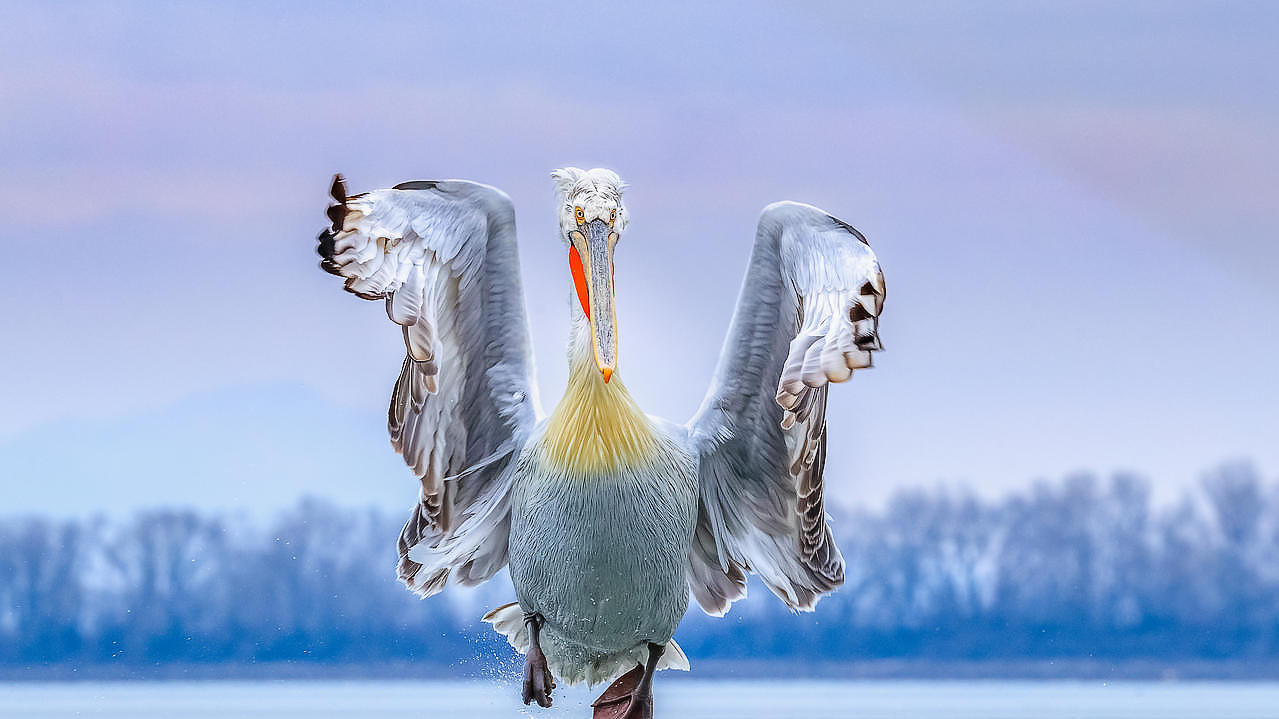 Фото: Caron Steele / Bird Photographer of the Year 2019 
Снимок стал победителем фотоконкурса