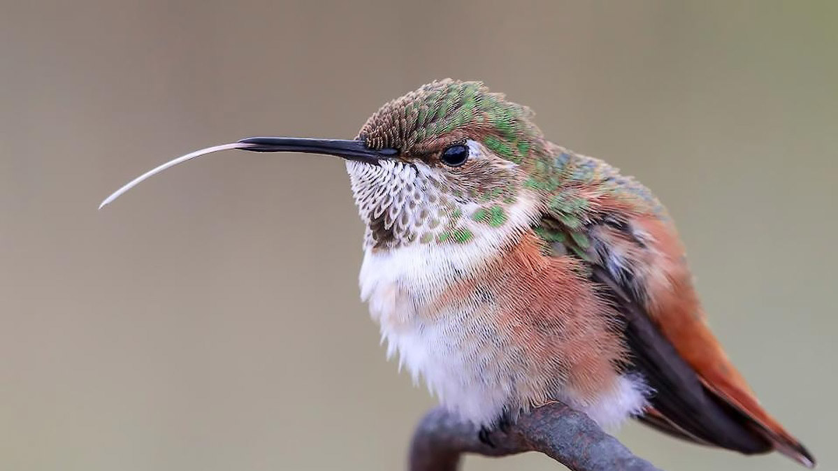 Madeline Nolan / Bird Photographer Of The Year 2019
