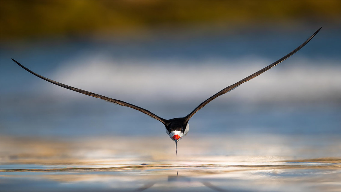 Nikunj Patel / Bird Photographer of the Year 2019