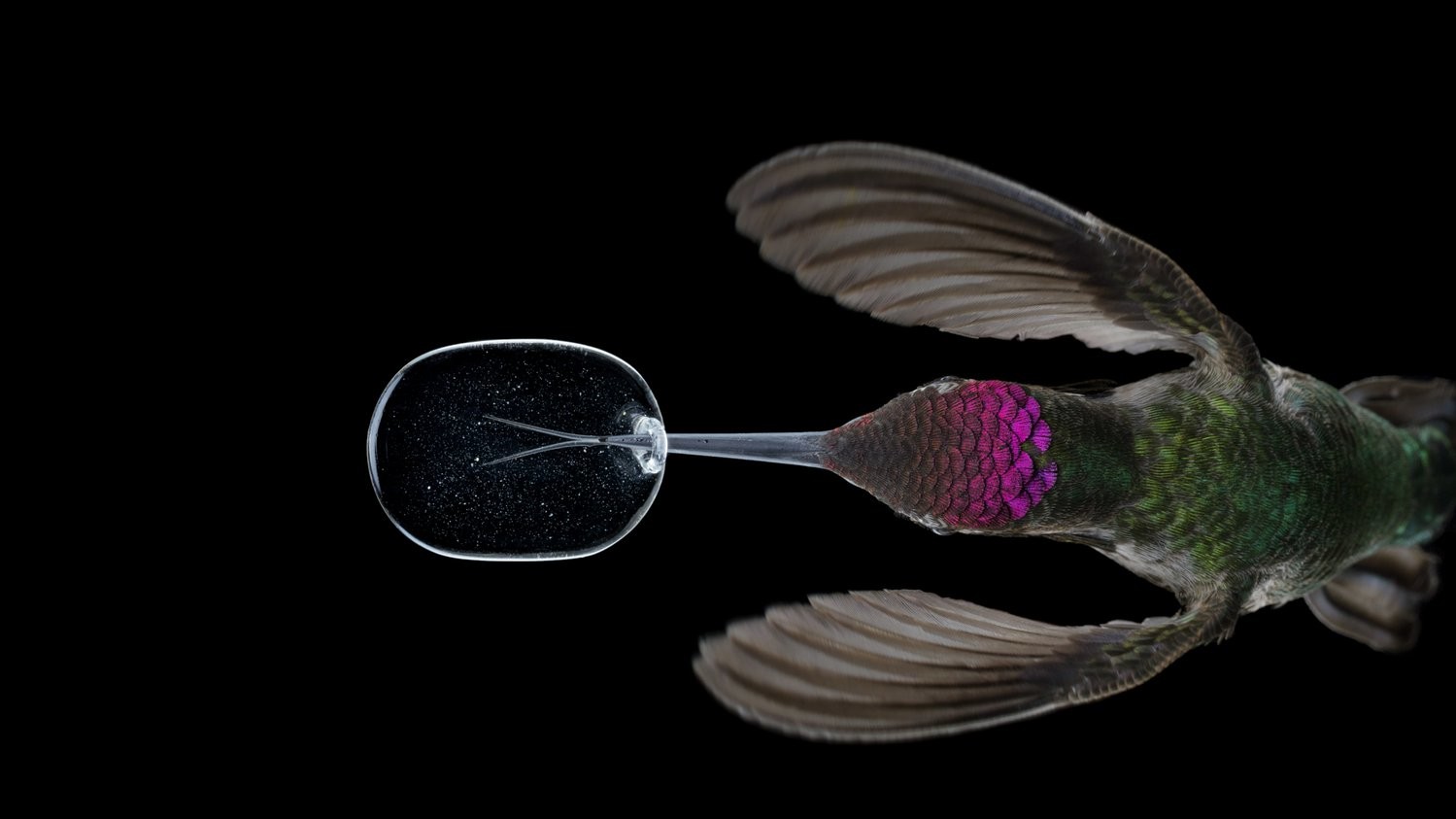 Автор фото Ананд Варма