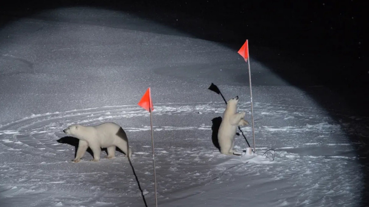 "Окружающая среда", победитель среди одиночных фотографий