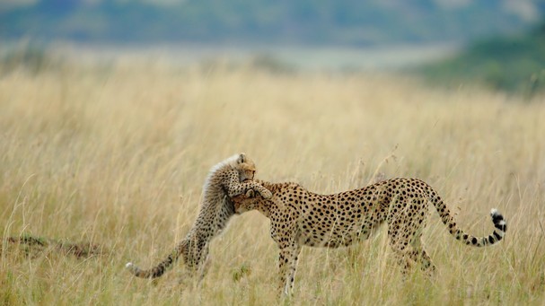 Приз зрительских симпатий в номинации "Природа". Автор: sanjeev bhor