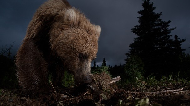 Похвальный отзыв. Автор: Jason Ching