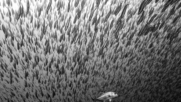 Похвальный отзыв. Автор: Fransisca Harlijanto