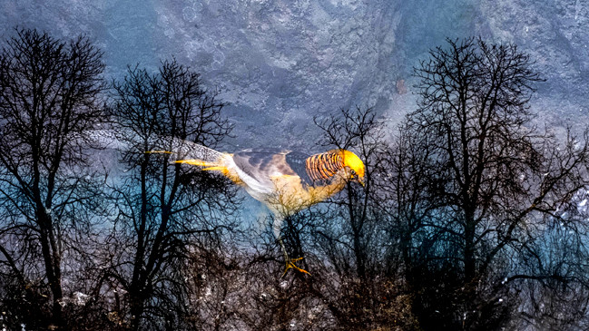 Алена Селиванова, Цикл Сни. Зоопарк, Без назви №2, 2012