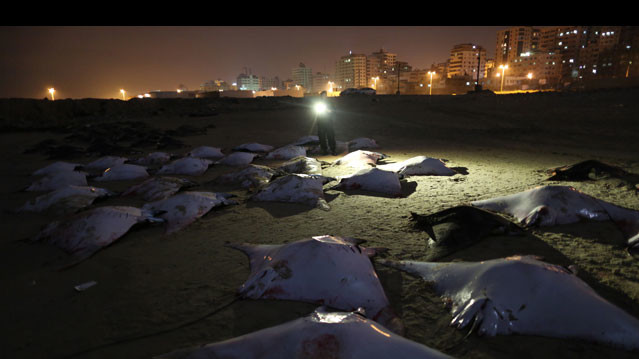 Подобного "нашествия" рыбаки Газы не припомнят, по меньшей мере, за последние пять лет