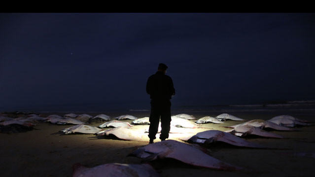 Этот вид скатов распространен в теплых водах всех океанов