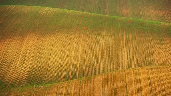 Олени пасутся в полях южной Моравии, Чехия