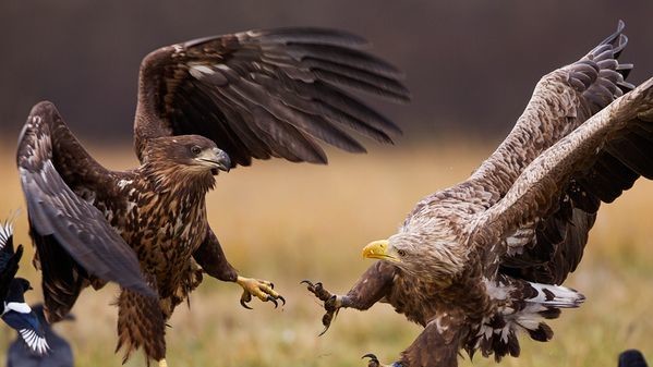 Белохвостые орланы в борьбе за добычу, Польша