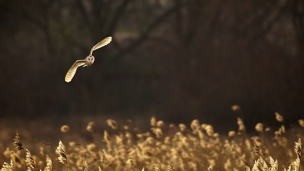 Сипуха пролетает над камышом на закате дня в Норфолке, Великобритания