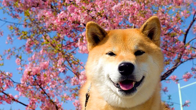 Цветение на 10 дней опередило прогнозы из-за более теплой погоды