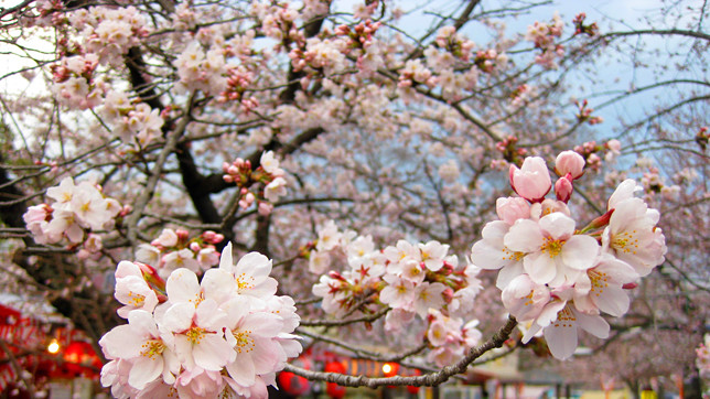 На следующей неделе ожидается полный расцвет