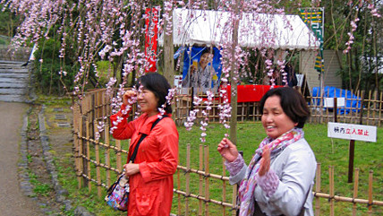 Начало цветения, а затем и время полного раскрытия цветков каждый год в обязательном порядке освещается в выпусках новостей и прогнозе погоды