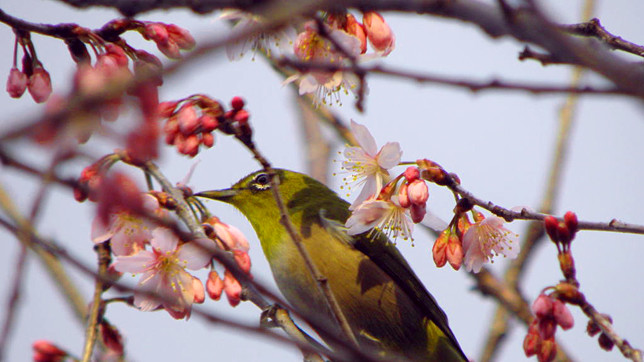 Такое важное дело, как прогноз цветения сакуры на этот год, стало своего рода бизнесом