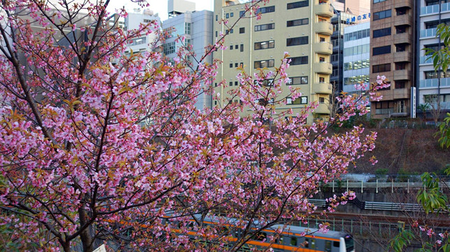Данные основаны на анализе состояния бутонов тысячи деревьев в разных частях страны