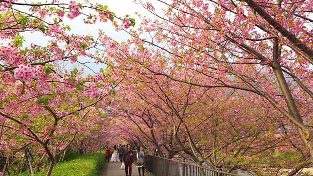 По прогнозам компании, в Токио начало цветения намечено на 23 марта, а полное раскрытие цветов - на 31 марта