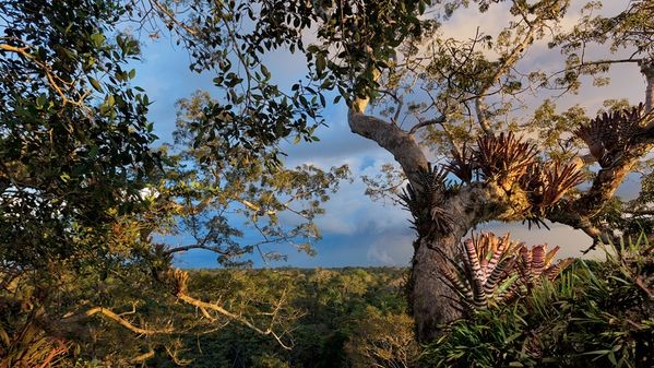 Национальный парк Ясуни, Эквадор