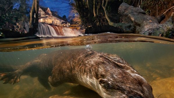 Выдра ищет добычу в реке, Англия