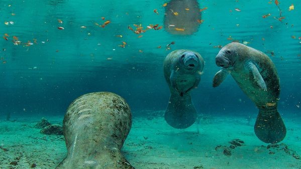 Ламантины, Флорида