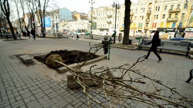 Новые каштаны расцветут уже в этом году