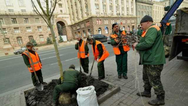 Зеленстроевцы утверждают, что молодые деревья - представители самого выносливого сорта каштанов в мире