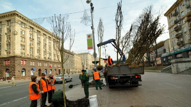 Всего на Крещатике до конца апреля высадят 289 мясокрасных каштанов