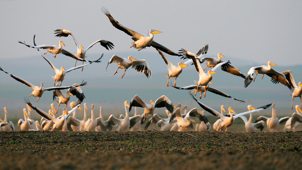 Миллионы перелетных птиц с апреля по сентябрь посещают песчаные острова, плавающие тростниковые заросли, камышовые поля, леса и пресноводные озера дельты Дуная в Румынии