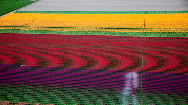 Фестиваль тюльпанов, Нурдустполдер, Нидерланды. С конца марта до середины мая, точные ряды цветущих тюльпанов разворачиваются как цветные ленты через равнинный голландский пейзаж