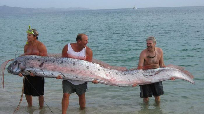 "Морской змей", или же сельдяной король, входит в Книгу рекордов Гиннеса как самая длинная позвоночная рыба на Земле - ее длина может достигать 17 метров