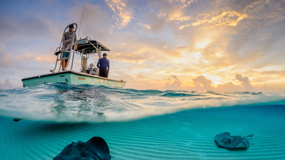 «Скаты». При заходе в порт рыбаки выбрасывают за борт мелкую рыбу, поэтому прибрежные воды облюбовали скаты (Dasyatis americana). Остров Большой Кайман.