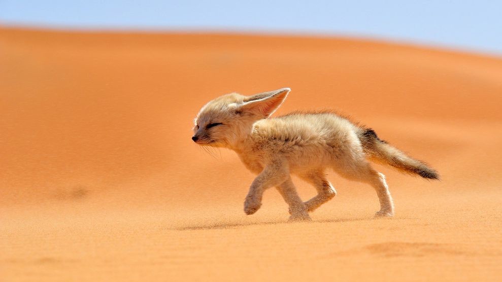 Лисица фенек бежит против ветра по пустыне в Марокко. Фенек обитает в пустыне Сахара и на всей территории Северной Африки. (© Francisco Mingorance)