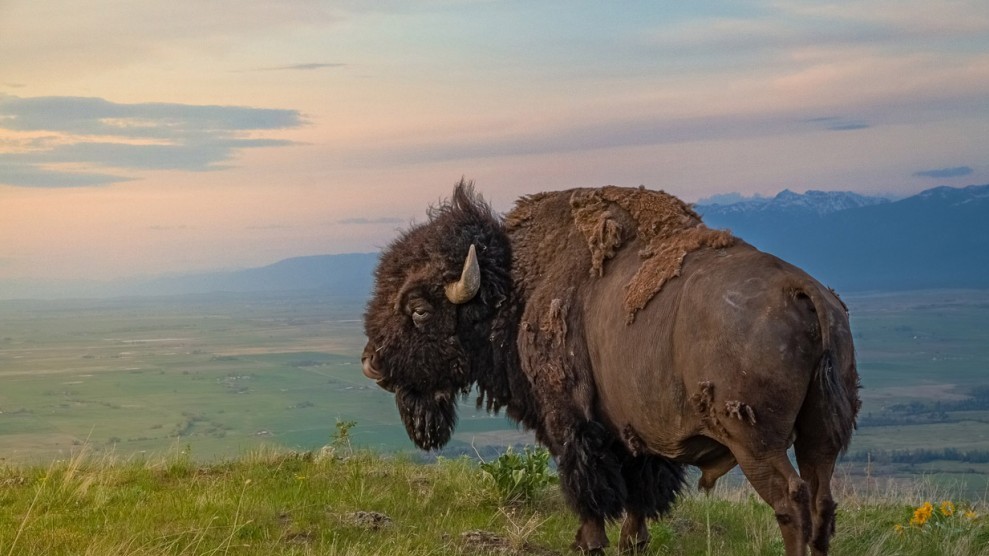 Американский бизон в заповеднике National Bison Range в штате Монтана. (© Mark Mesenko)