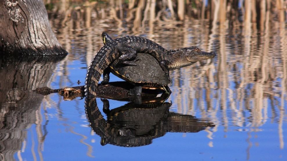 Я и раньше видела аллигаторов и черепах в одном пруду, но такое сочетание – впервые! Аллигатор греется на солнце, сидя на спине у черепахи, в национальном резервате дикой природы Харриса Нека, штат Джорджия. (© Mary Ellen Urbanski)