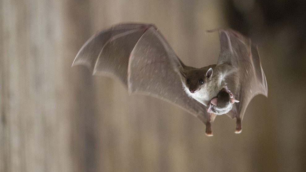 Летучая мышь несёт своего детёныша в городе Пардес-Хана-Каркур, Израиль. (© Gilad Guy)