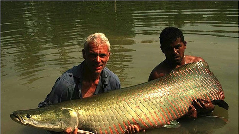 68-килограммовая арапайма, пойманная в озере Рио Мадериа в Бразилии.