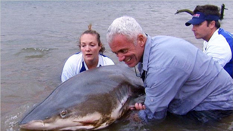Огромная шестижаберная акула, пойманная в южной части африканской реки Замбези.