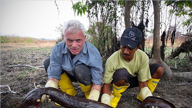 Электрический угорь из реки Амазонка, который может вырастать до 2,4 м в длину и весить до 19 кг.