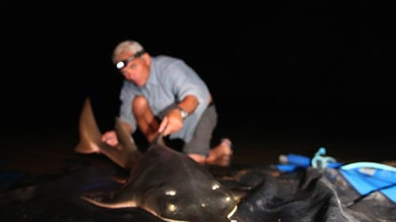 Пресноводная рыба-пила, которая вырастает до 6 метров в длину и весит до 180 кг.