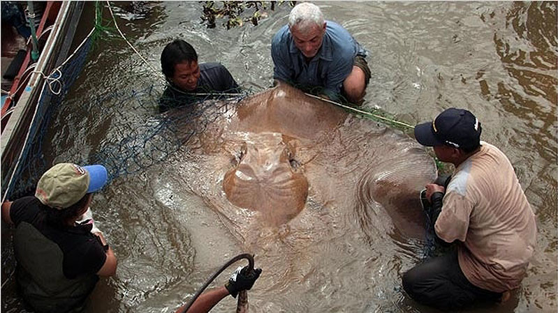 Большой пресноводный скат. Эта 180-килограммовая рыба стала самой большой, которую Джереми Уэйду удавалось поймать.
