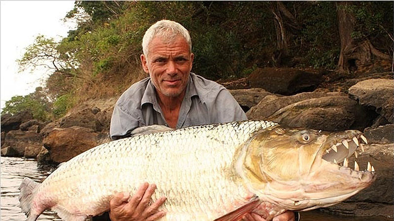 Терапон-голиаф – отдаленный родственник пираньи, найденный в реке Конго в самом сердце Африки.