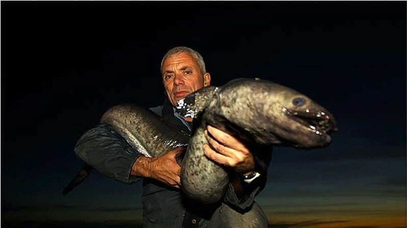 Новозеландский угорь, который может достигать 1,5 метра в длину.