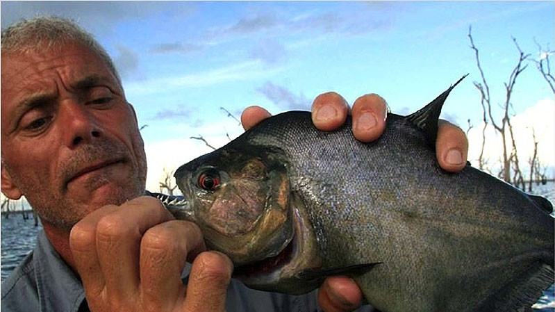 Черная пиранья – крупнейшая из 40 известных видов пираньи.