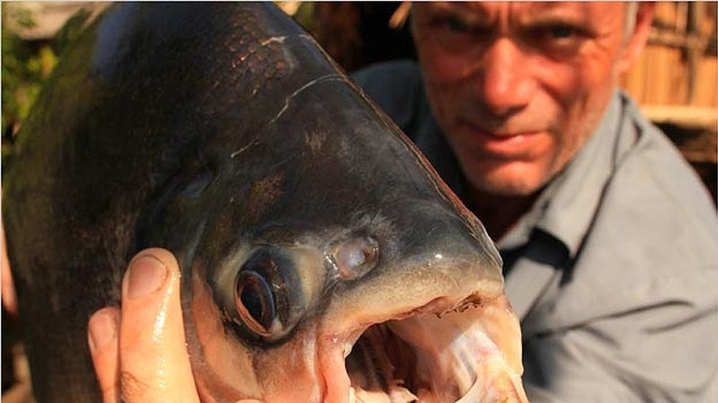 Краснобрюхий паку относится к роду пираний, но в отличие от своих собратьев питается, в основном, насекомыми и растительностью. Она использует 

свои большие, похожие на человеческие зубы для растрескивания орехов, семян и разрубания морских трав и других источников пищи.