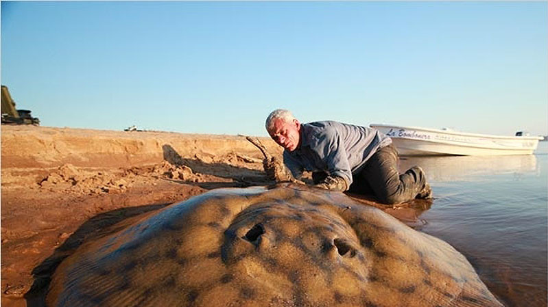 Короткохвостый речной скат. Обычно вырастает до 1,5 м в диаметре, а весит более 200 кг.